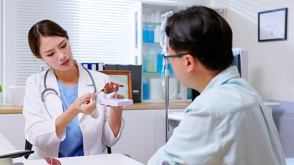 A doctor showing a patient a model of the human liver in a doctor's office
