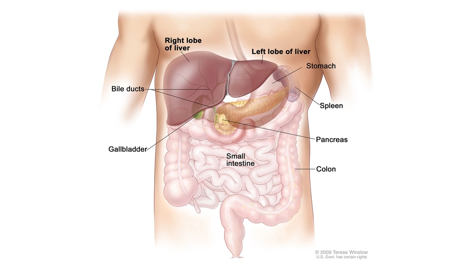 Diagram of the liver and bile ducts