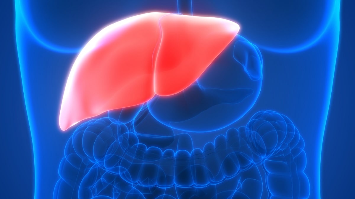 Medical illustration of the liver