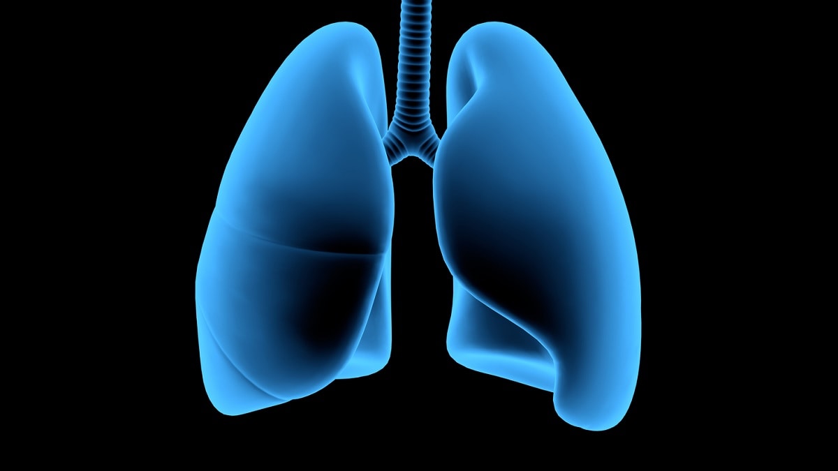 Medical illustration of the lungs