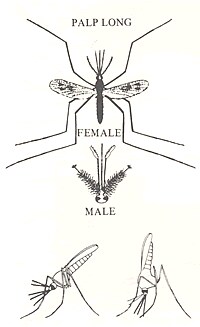 Anopheles Adults