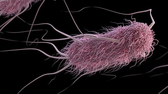 Medical illustration of E. coli, a rod-shaped bacterium covered in tiny strands called cilia and many long, thin appendages called flagella.