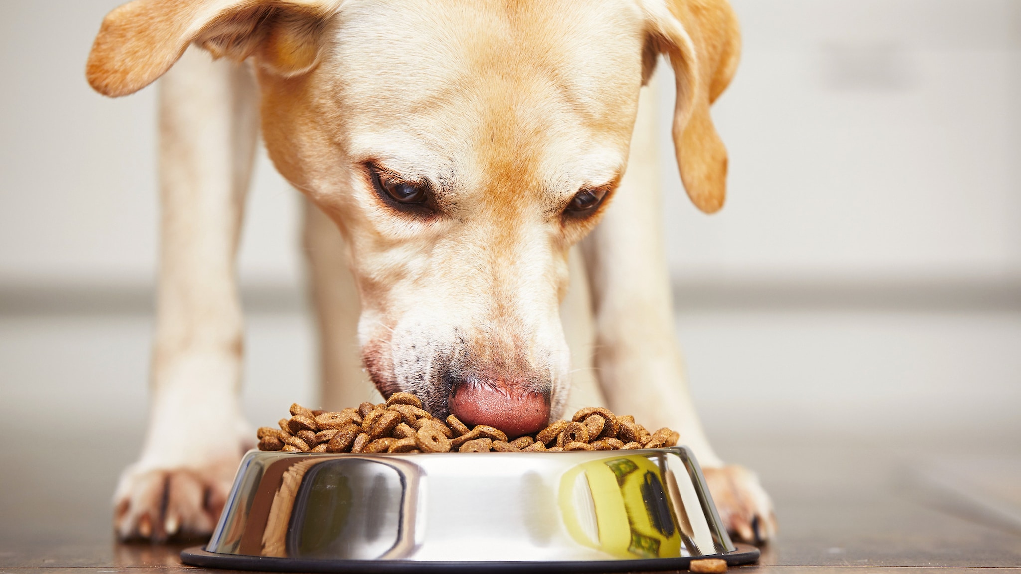 A yellow lab eats kibble out of a metal bowl.