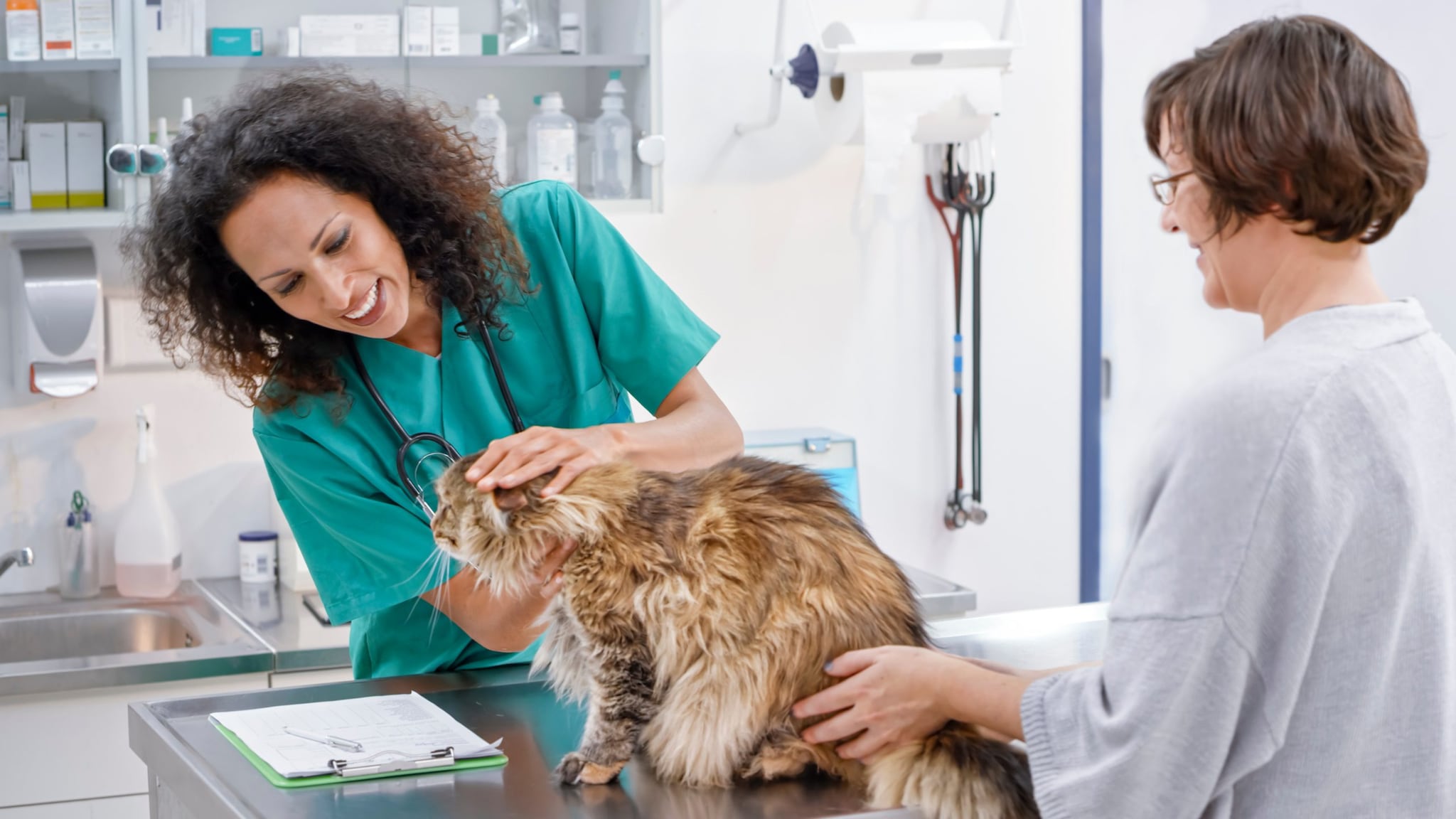 A female veterinarian examines a cat as the owner watches
