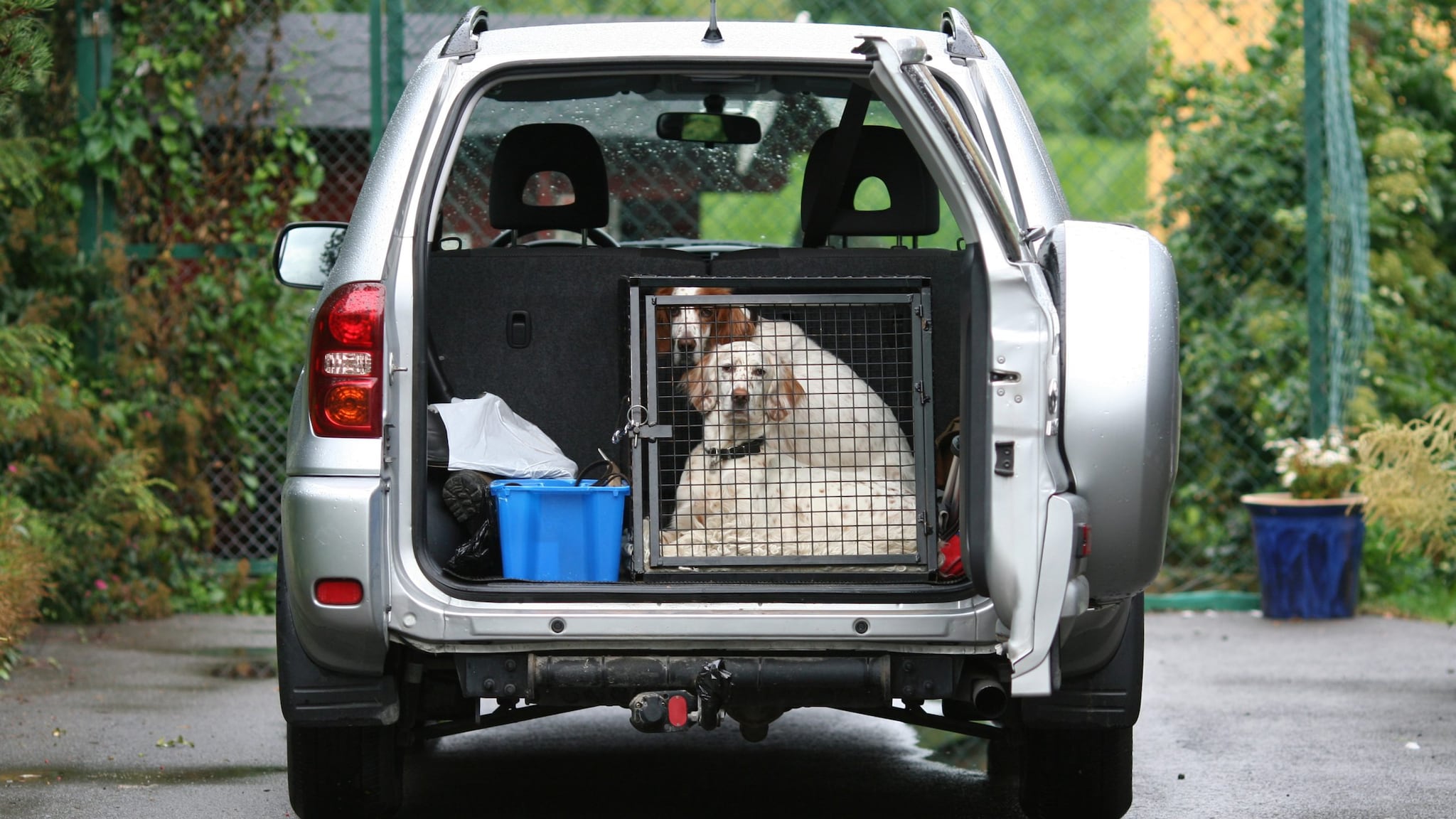 Dogs in a crate in the back of a packed SUV