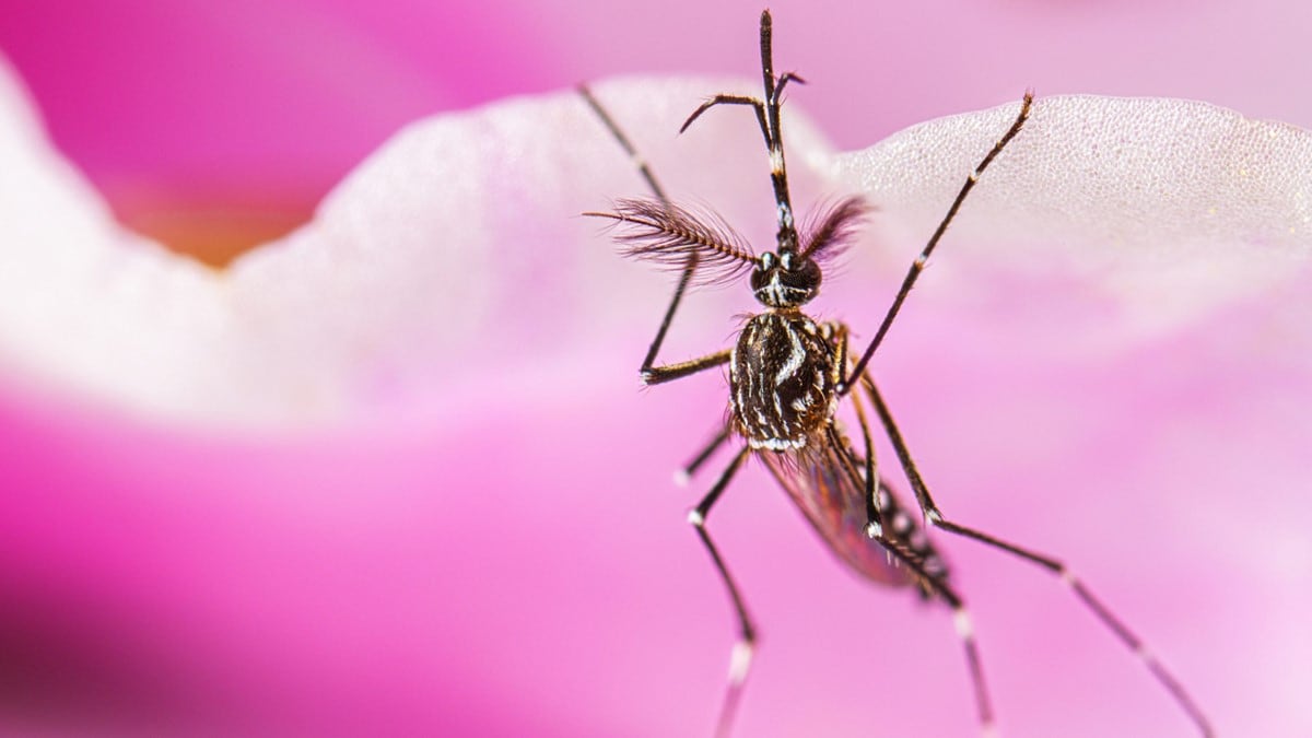 Male Aedes aegypti mosquito resting on a flower.