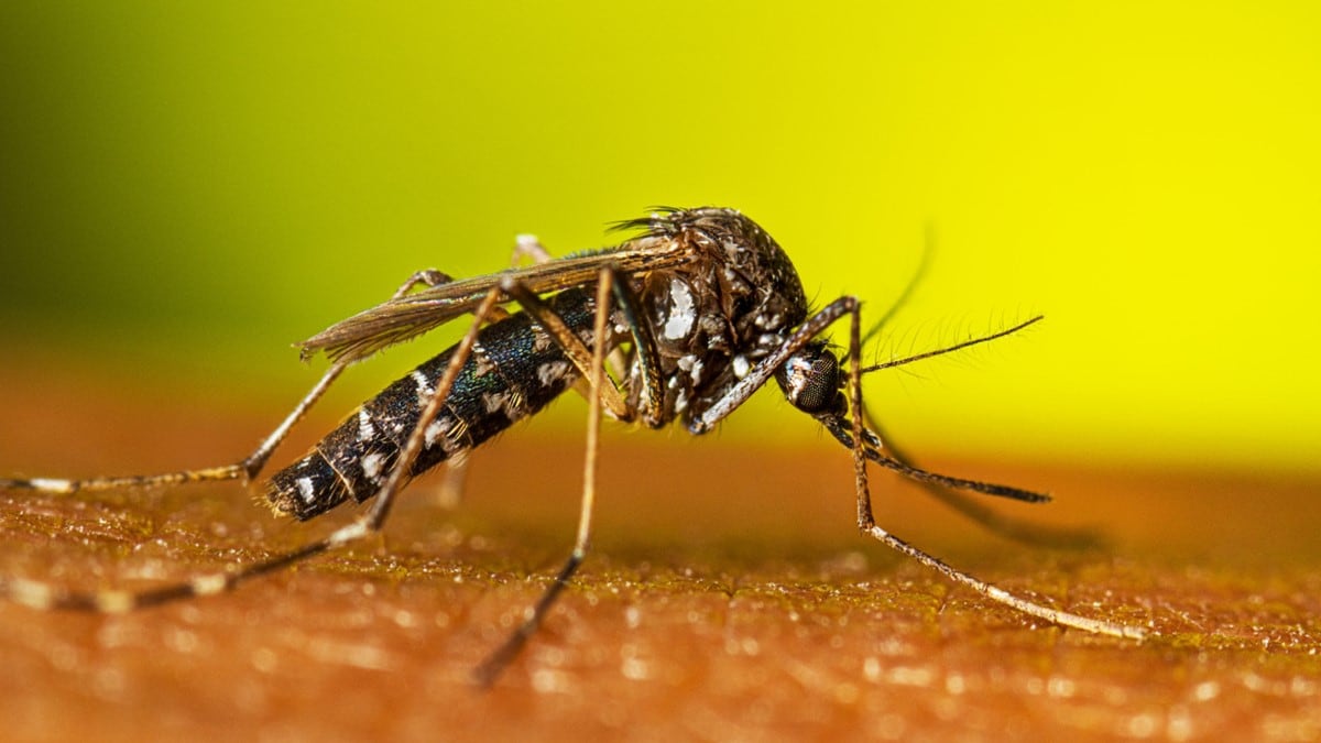 Female Aedes albopictus mosquito resting