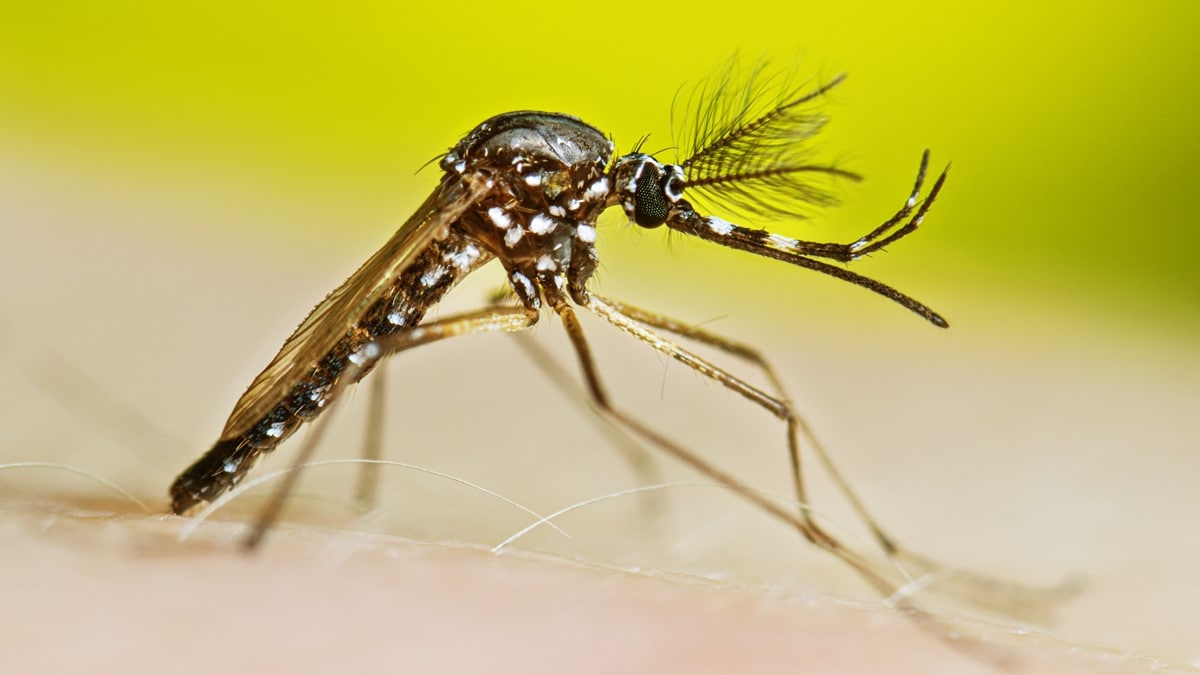 Adult male Aedes aegypti resting.