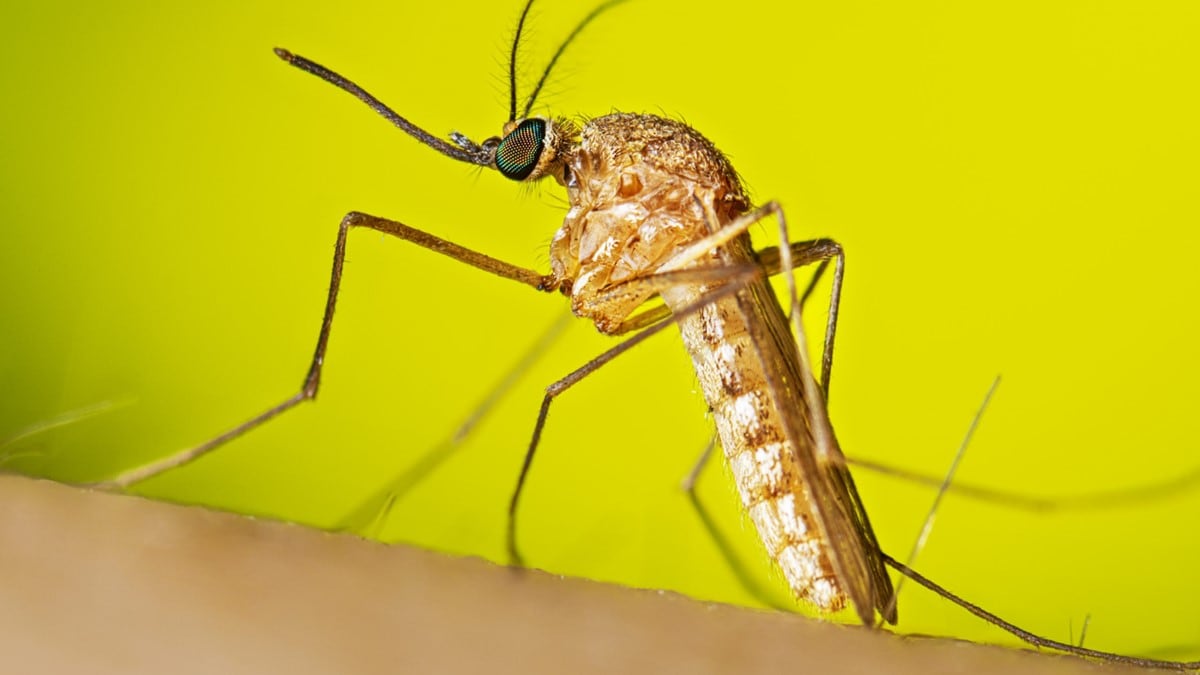 Resting adult female Culex quinquefasciatus mosquito