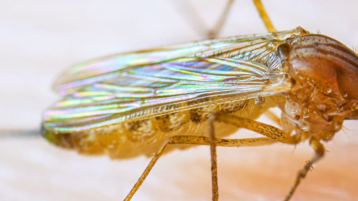 Wings of a female Culex quinquefasciatus mosquito
