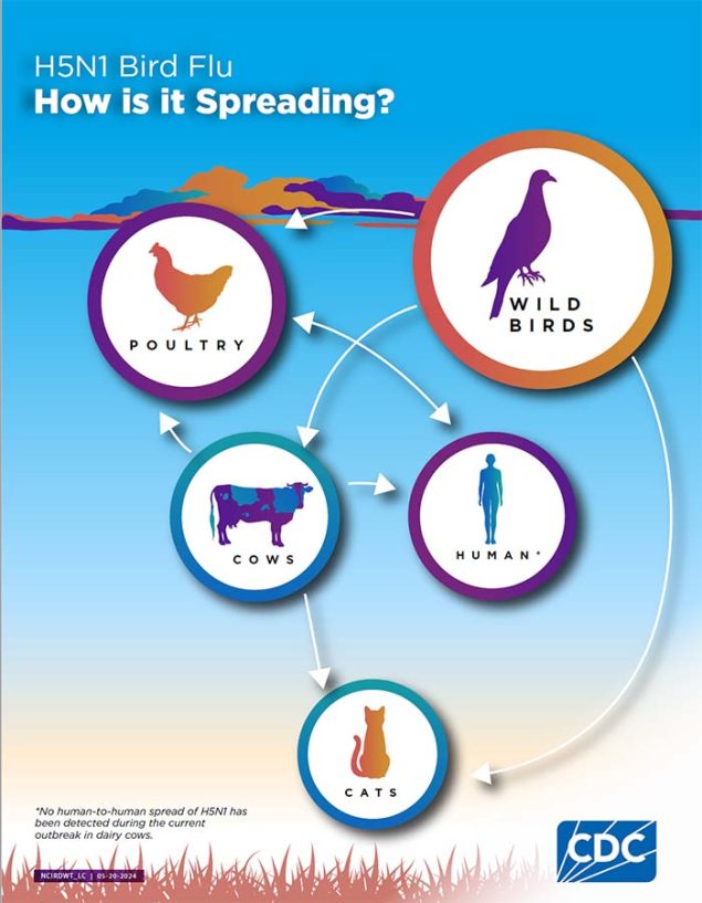 illustrative chart showing how avian flu is spread