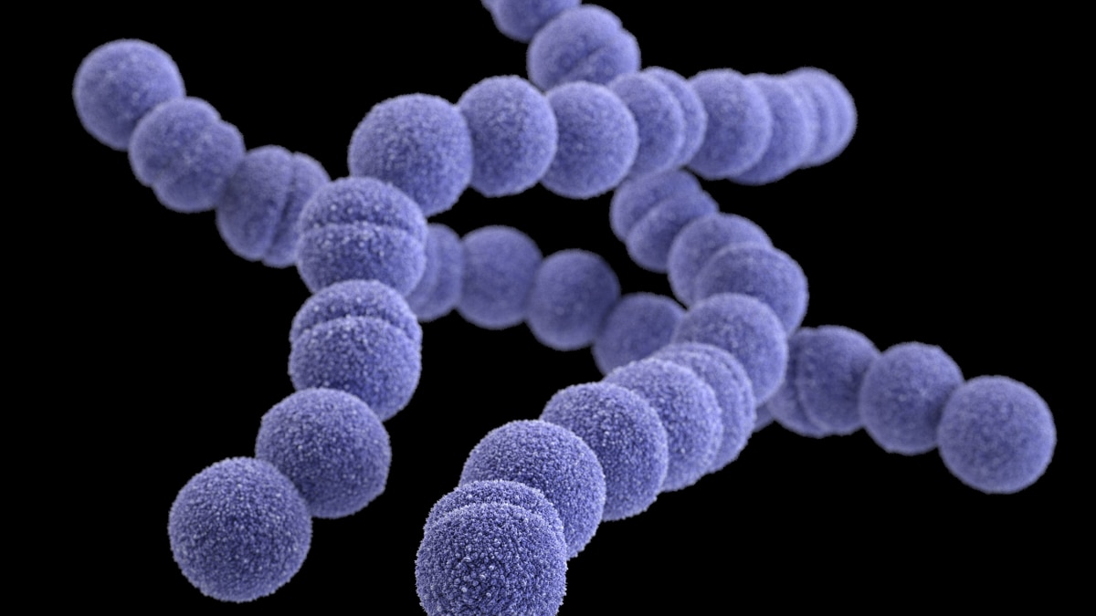 A computer-generated image of group A Streptococcus based on scanning electron microscopic imagery.