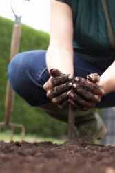 Image of person working soil.