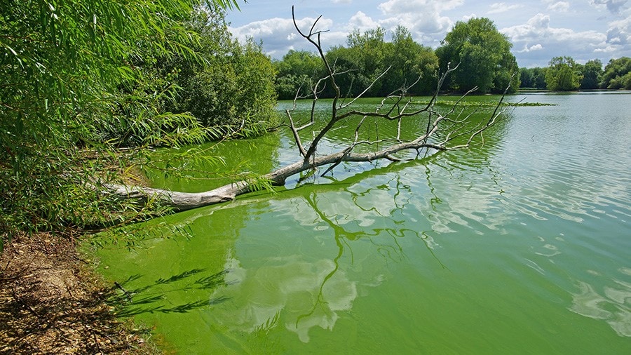 Lake with green water surrounded by bushes and trees