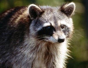 Raccoons are the primary, or definitive, host of <em>Baylisascaris procyonis</em>.
