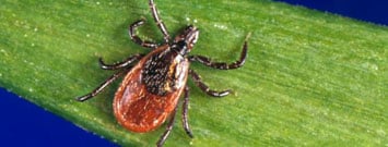 Protect Yourself from Summer Pests blog image 1