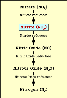 Nitrate reduction pathway