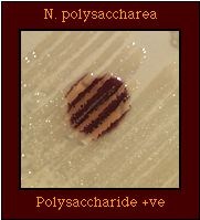 polysaccharide
