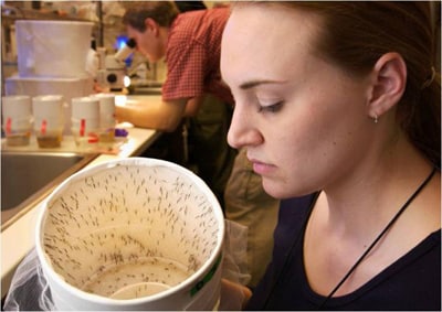 In this CDC photo, a laboratory technician looks into a sealed container of mosquitoes scheduled to undergo testing. In New Orleans, local experts collect mosquitoes for virus testing as part of a citywide mosquito surveillance program. 