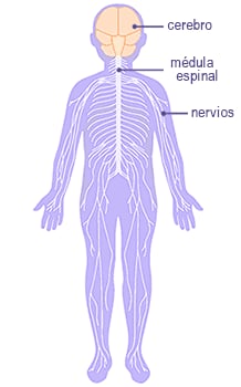 El sistema nervioso: cerebro, médula espinal y nervios.