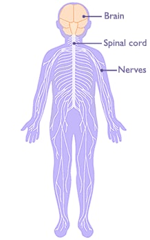 The nervous system: brain, spinal cord, and nerves