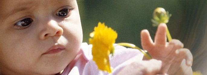 Infant touching a flower.