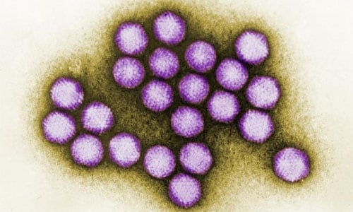Adenovirus | CDC