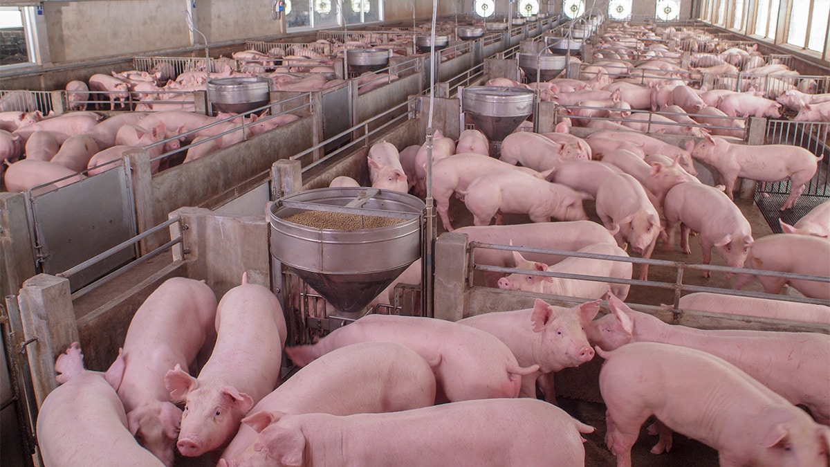 Concentrated animal feeding operation for swine production.