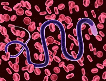 3D illustration of brugia malayi moving through blood cells