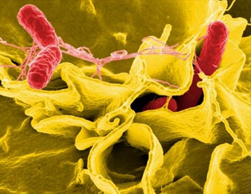 3D illustration of salmonella bacteria