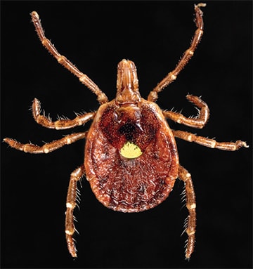 A close-up image of a female lone star tick on a black background showing the distinctive yellow spot near the center of their back.