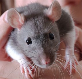 Close-up image of the face and paws of a gray and white pet rat.