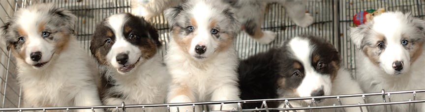 Cute furry puppies stand in a row peering out over the top of a pet store cage.