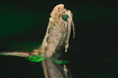 This image was captured at the water's surface as an Anophilaes mosquito larva emerges from the pupal exoskeleton. Big green compound eyes distinguish the head from the light colored pupal skin.