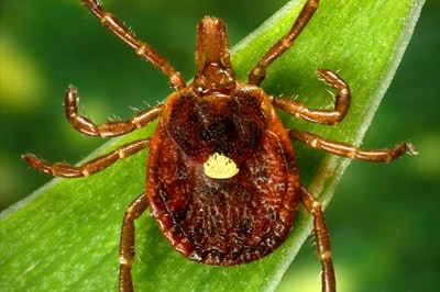 Image shows a closeup of an unengorged lone star tick on a blade of grass. The tick is dark brown with 4 legs on each side and a spot on the back of the shell.