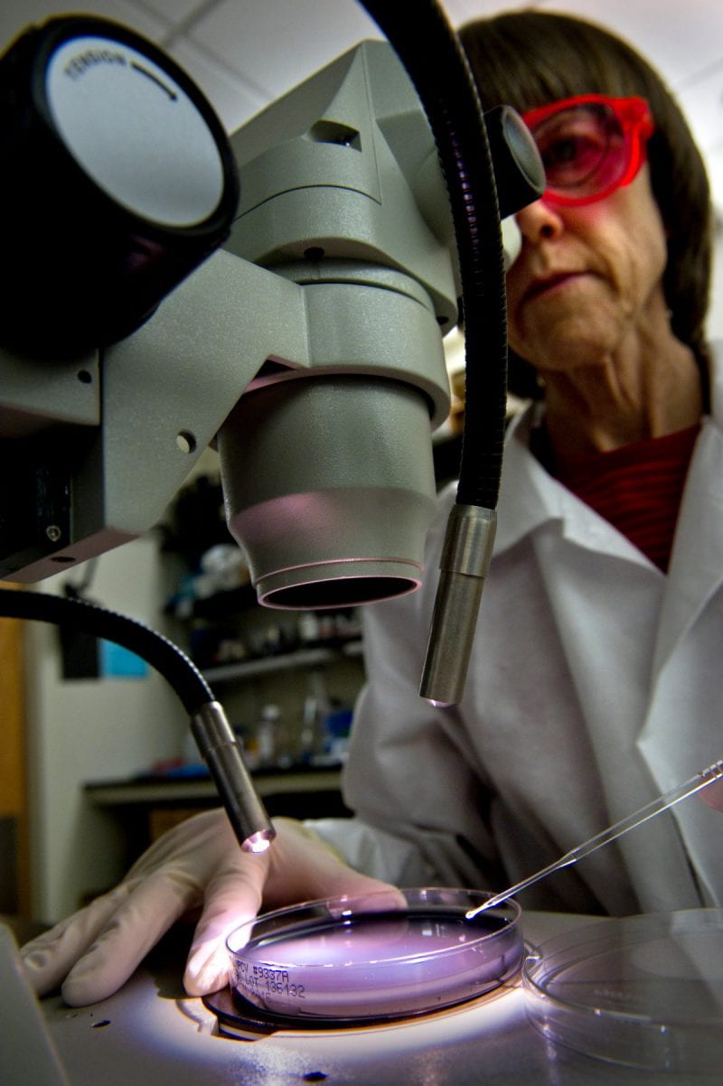 female scientist with striking neon lab safety glasses peers into a microscope to identify samples in a petri dish