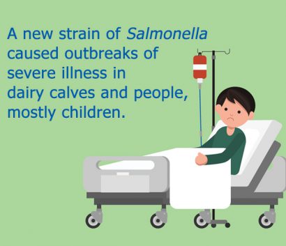 A new strain of Salmonella caused outbreaks of severe illness in dairy calves and people, mostly children.
