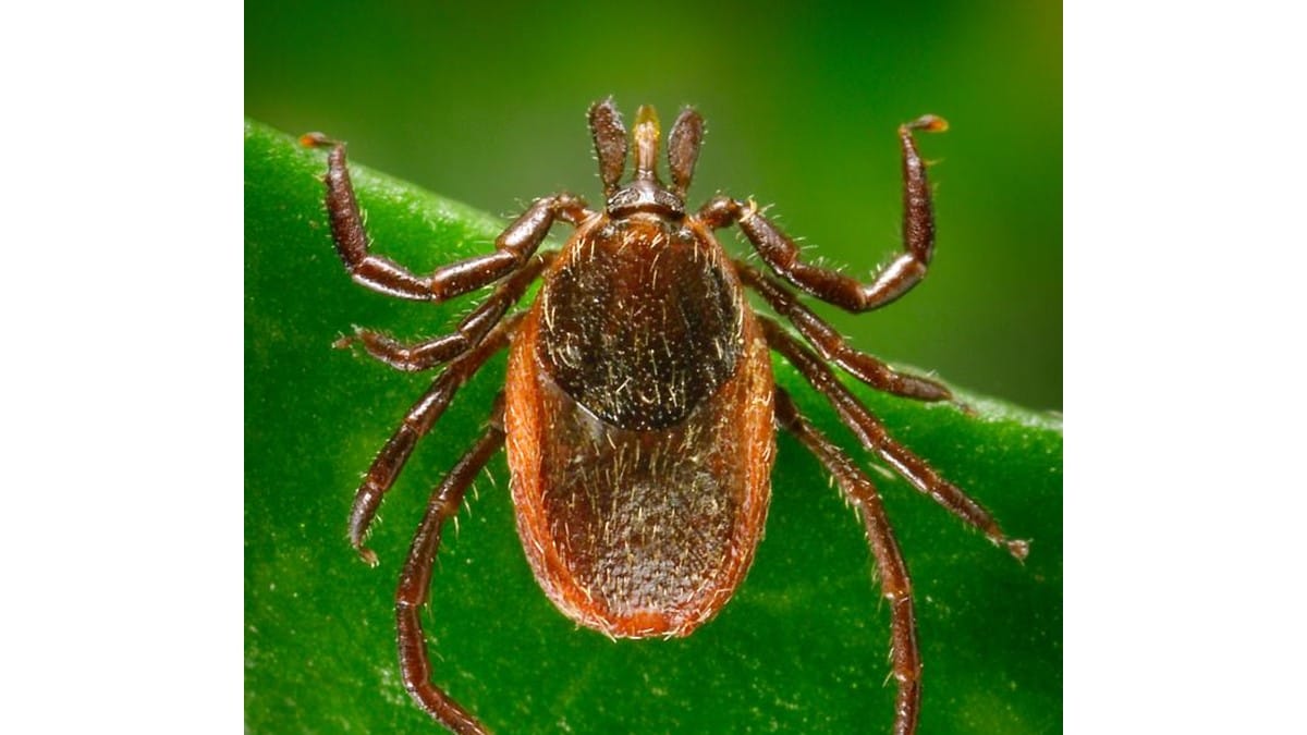 An adult female blacklegged tick quests on a leaf for a host to pass.