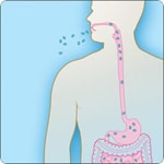 Ilustración que muestra esporas de ántrax entrando en la boca y viajando hacia el sistema digestivo   