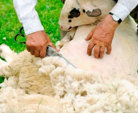Una persona esquilando una oveja para obtener su lana   