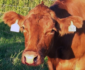 Vaca marrón con ántrax es marcada con una identificación  
