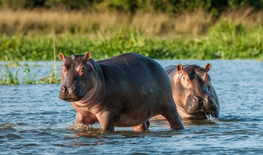 Two common hippopotamus in the water.