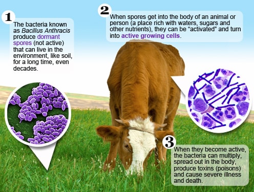 illustration of the process by which a dormant anthrax spore becomes active after entering a body, in this case a cow eating grass