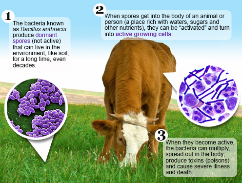 Diagram van het proces waarbij een slapende miltvuur-spore actief wordt nadat hij een lichaam is binnengekomen, in dit geval een koe die gras eet.