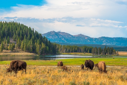 Buffalos grazing at a national park.