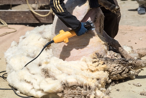 Shearing wool from a sheep.
