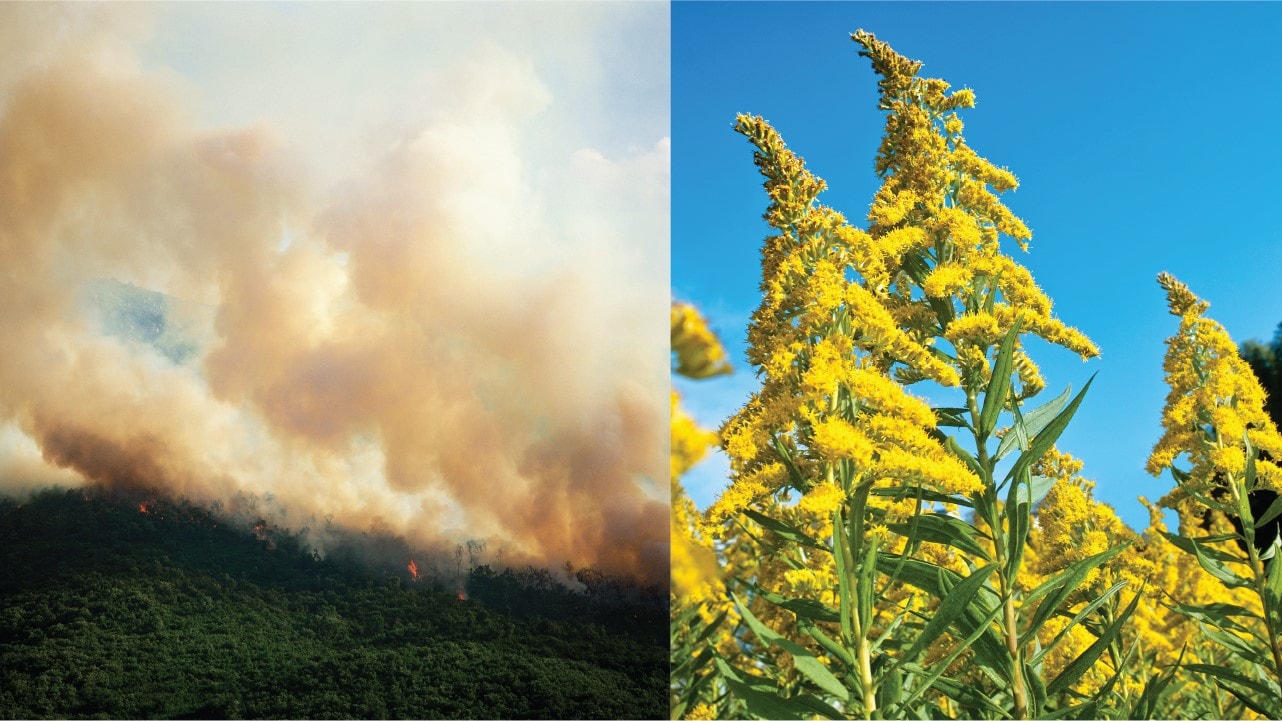 Images of wildfire smoke and pollen
