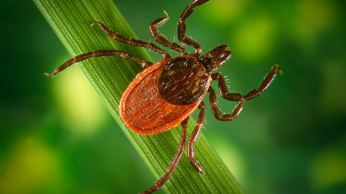 Dorsal view of a female I. pacificus tick on a blade of grass.