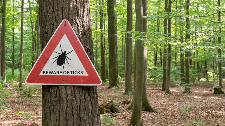 A triangular warning sign with a tick illustration stating "Beware of Ticks" is posted to a tree in a lush forest.