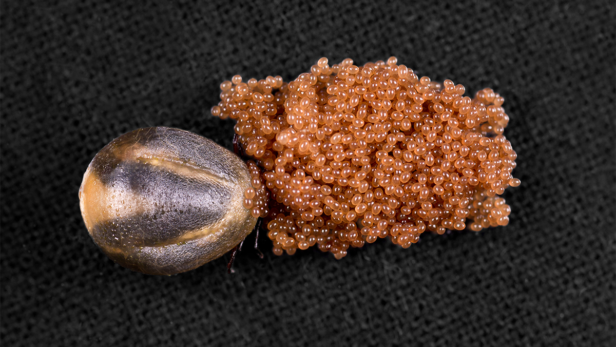 Female deer tick laying eggs